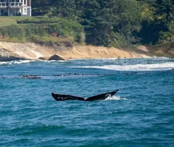 Whale Watching in Depoe Bay: Best Time to See Gray Whales