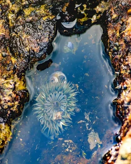 Best Tide Pools Near Depoe Bay, Oregon